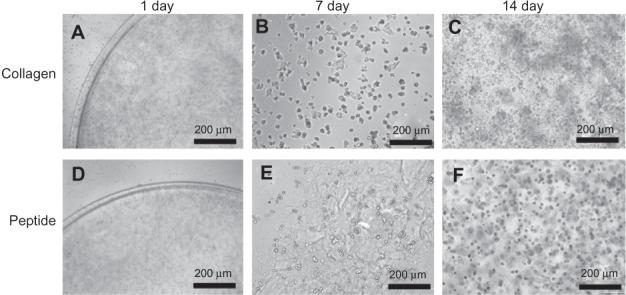 https://cdn.ncbi.nlm.nih.gov/pmc/blobs/f715/3758218/fadbe9237fdd/ijn-8-3217Fig6.jpg