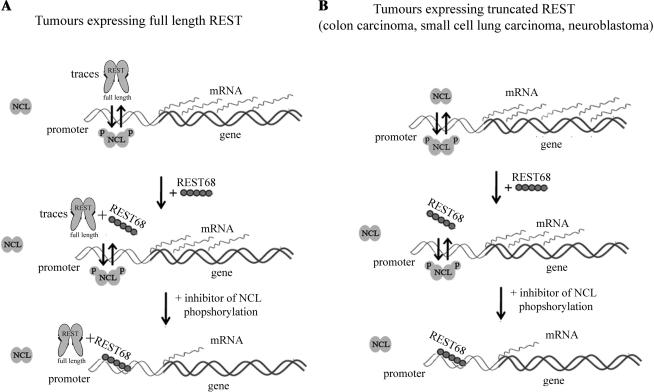 https://cdn.ncbi.nlm.nih.gov/pmc/blobs/f720/2875004/796033c6c610/gkq013f8.jpg
