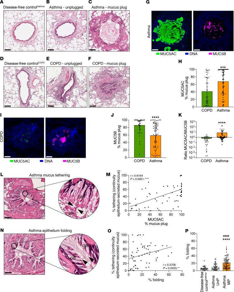 https://cdn.ncbi.nlm.nih.gov/pmc/blobs/f721/11910225/714010012ec0/jci-135-186889-g162.jpg
