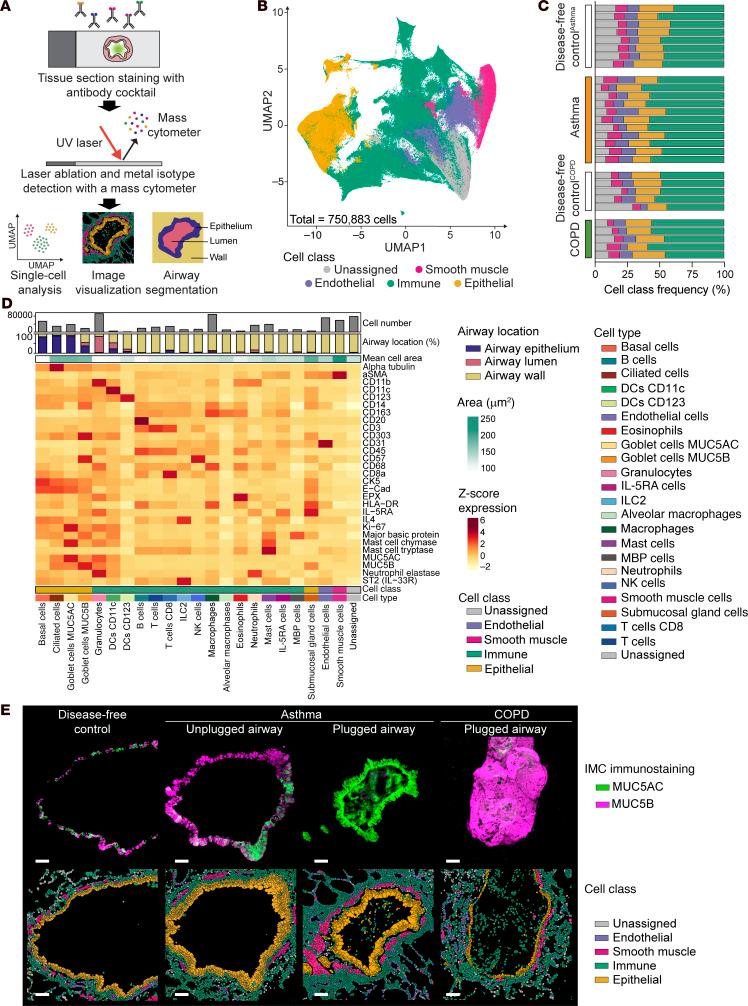https://cdn.ncbi.nlm.nih.gov/pmc/blobs/f721/11910225/ca4f8357af03/jci-135-186889-g163.jpg