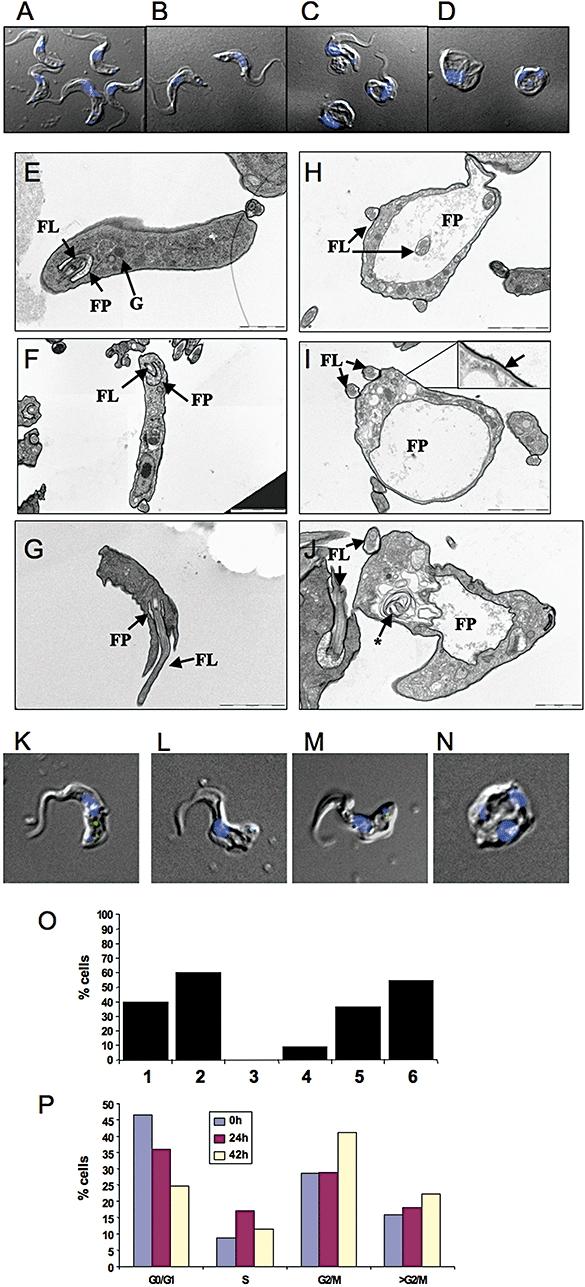 https://cdn.ncbi.nlm.nih.gov/pmc/blobs/f723/2904498/2674bc566495/mmi0076-1461-f6.jpg