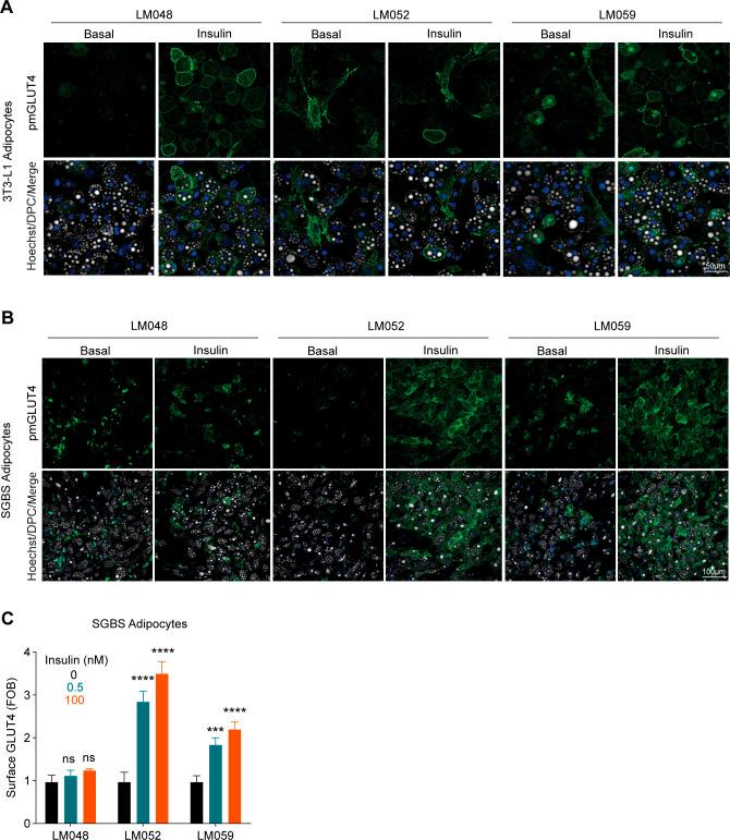 https://cdn.ncbi.nlm.nih.gov/pmc/blobs/f725/9595207/3651f58885a3/LSA-2022-01585_FigS1.jpg