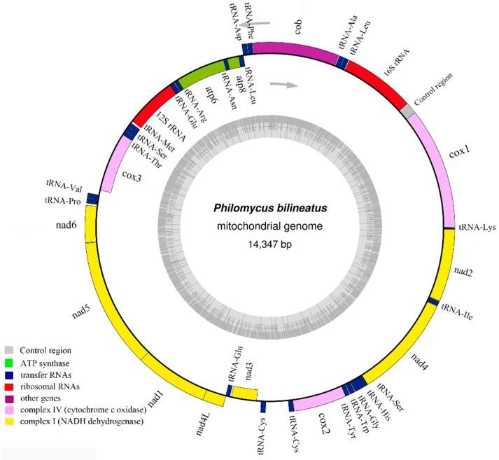 https://cdn.ncbi.nlm.nih.gov/pmc/blobs/f728/6471268/160092a7d716/genes-10-00198-g001.jpg