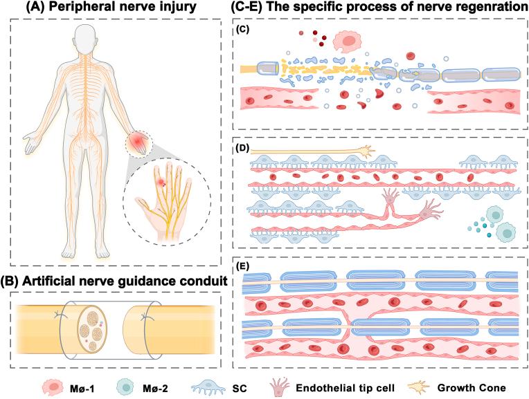 https://cdn.ncbi.nlm.nih.gov/pmc/blobs/f72e/11867546/31c6a82ed7f4/gr1.jpg