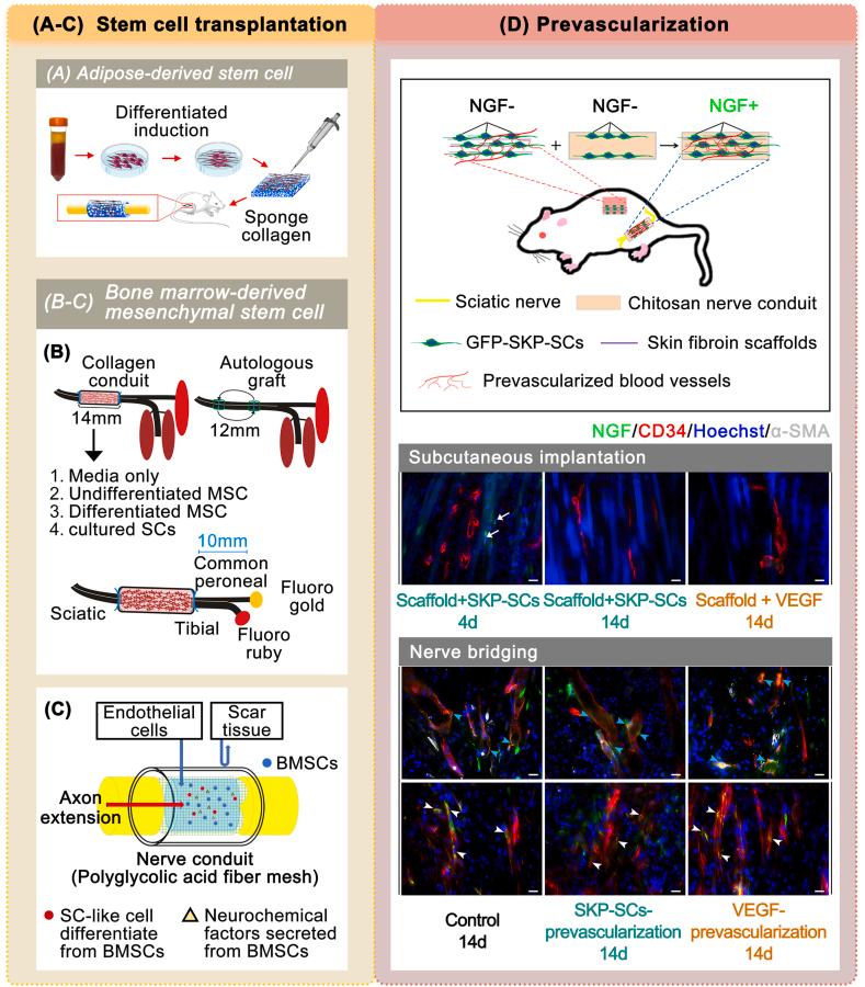 https://cdn.ncbi.nlm.nih.gov/pmc/blobs/f72e/11867546/3c0486a1052d/gr5.jpg