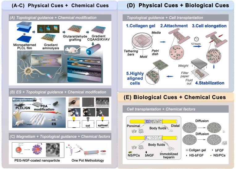 https://cdn.ncbi.nlm.nih.gov/pmc/blobs/f72e/11867546/72d11057943b/gr9.jpg