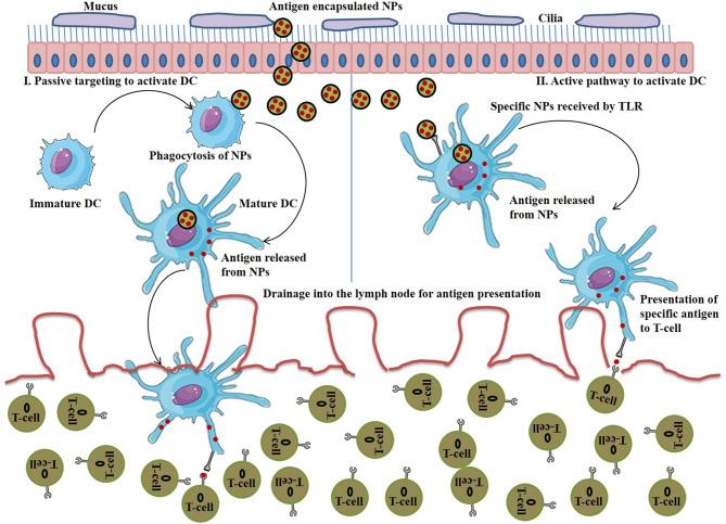 https://cdn.ncbi.nlm.nih.gov/pmc/blobs/f72e/7779678/26583dd2841f/fchem-08-597806-g0005.jpg