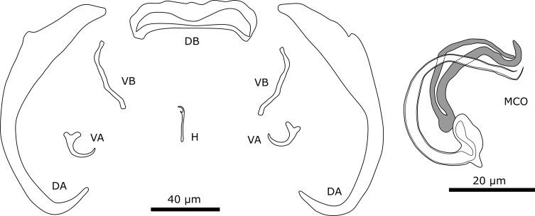 https://cdn.ncbi.nlm.nih.gov/pmc/blobs/f733/10321234/592ca4632761/parasite-30-25-fig11.jpg