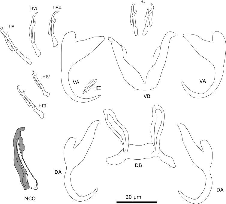 https://cdn.ncbi.nlm.nih.gov/pmc/blobs/f733/10321234/64301d6ca737/parasite-30-25-fig4.jpg