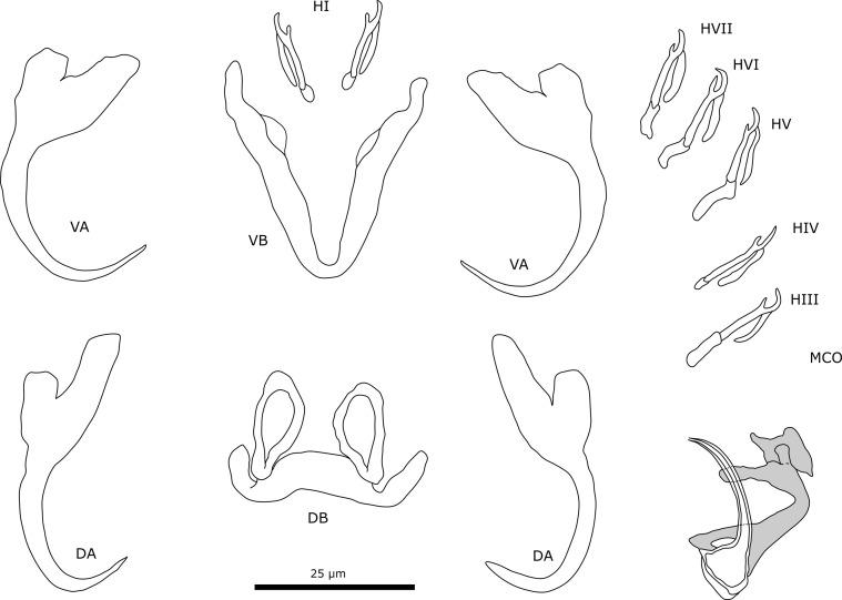 https://cdn.ncbi.nlm.nih.gov/pmc/blobs/f733/10321234/88deac77cc50/parasite-30-25-fig7.jpg
