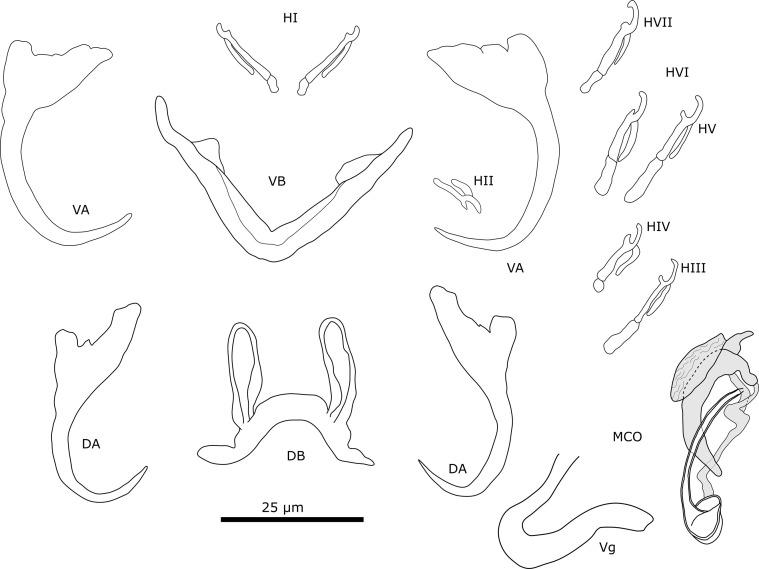 https://cdn.ncbi.nlm.nih.gov/pmc/blobs/f733/10321234/902f63d8f67a/parasite-30-25-fig5.jpg