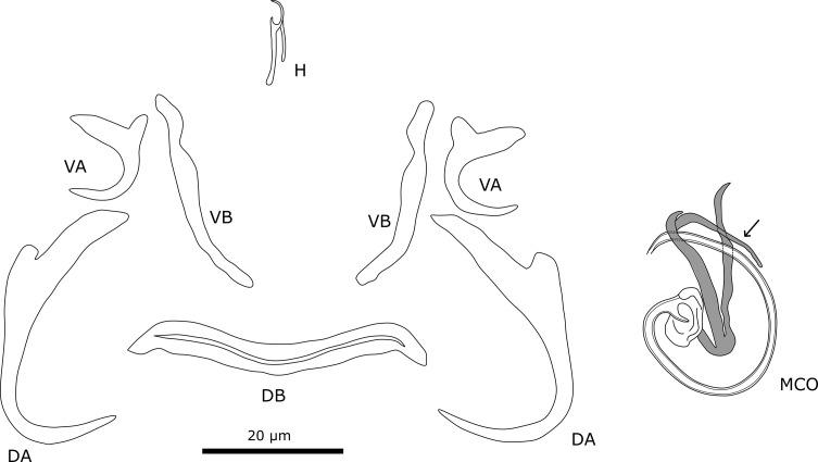 https://cdn.ncbi.nlm.nih.gov/pmc/blobs/f733/10321234/c40348c08b87/parasite-30-25-fig13.jpg