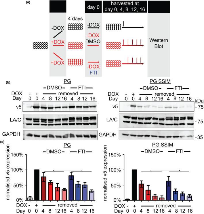 https://cdn.ncbi.nlm.nih.gov/pmc/blobs/f733/11113360/5ae6df1d702f/ACEL-23-e14105-g001.jpg
