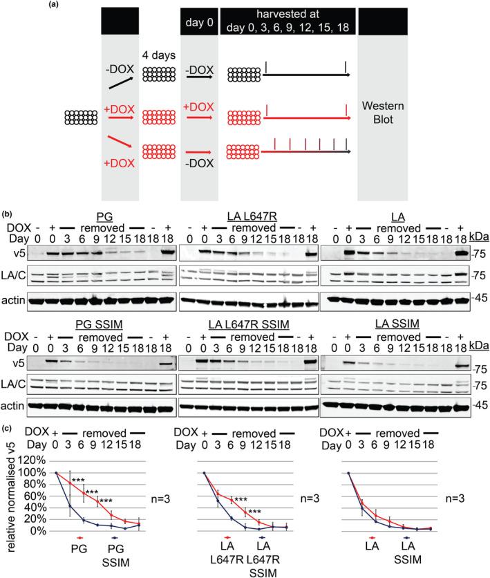 https://cdn.ncbi.nlm.nih.gov/pmc/blobs/f733/11113360/5edbb914f713/ACEL-23-e14105-g004.jpg
