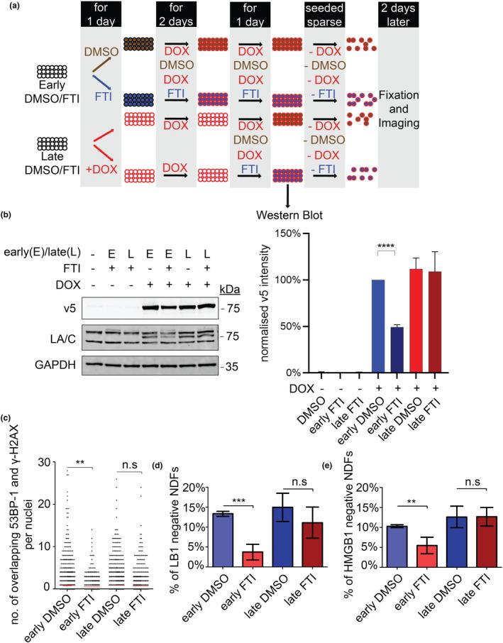 https://cdn.ncbi.nlm.nih.gov/pmc/blobs/f733/11113360/989768fea80c/ACEL-23-e14105-g006.jpg
