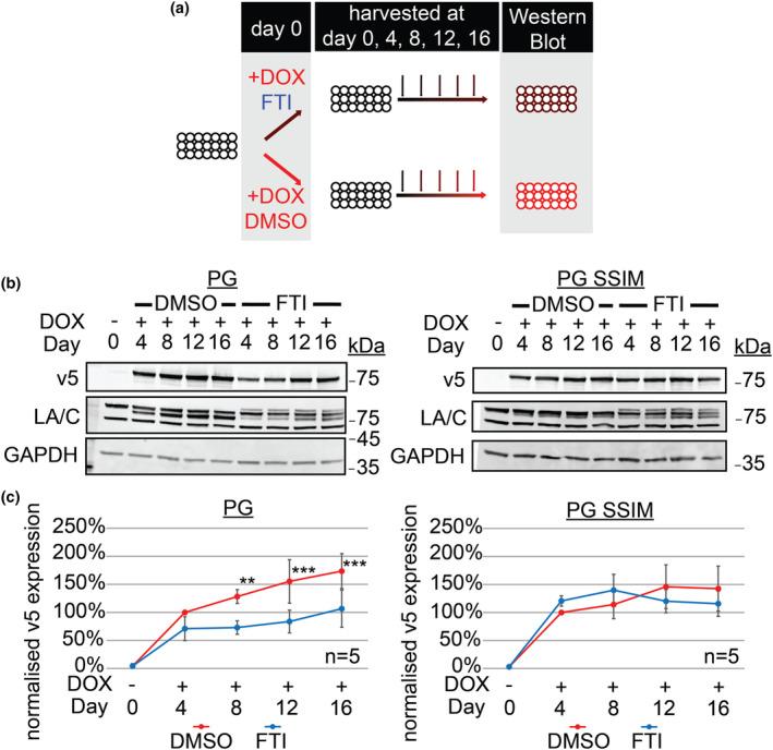 https://cdn.ncbi.nlm.nih.gov/pmc/blobs/f733/11113360/bb6c34a6379b/ACEL-23-e14105-g003.jpg