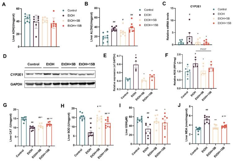 https://cdn.ncbi.nlm.nih.gov/pmc/blobs/f733/11395132/4bb00b59e09a/ijms-25-09420-g005.jpg
