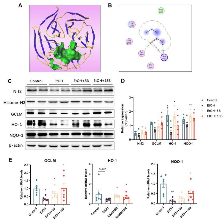https://cdn.ncbi.nlm.nih.gov/pmc/blobs/f733/11395132/d154c60bb3f4/ijms-25-09420-g006.jpg
