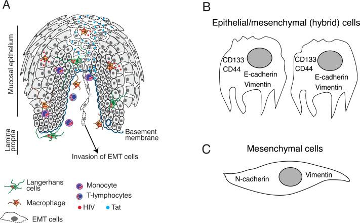 https://cdn.ncbi.nlm.nih.gov/pmc/blobs/f739/11866325/58d11dbfcceb/fimmu-16-1541532-g002.jpg