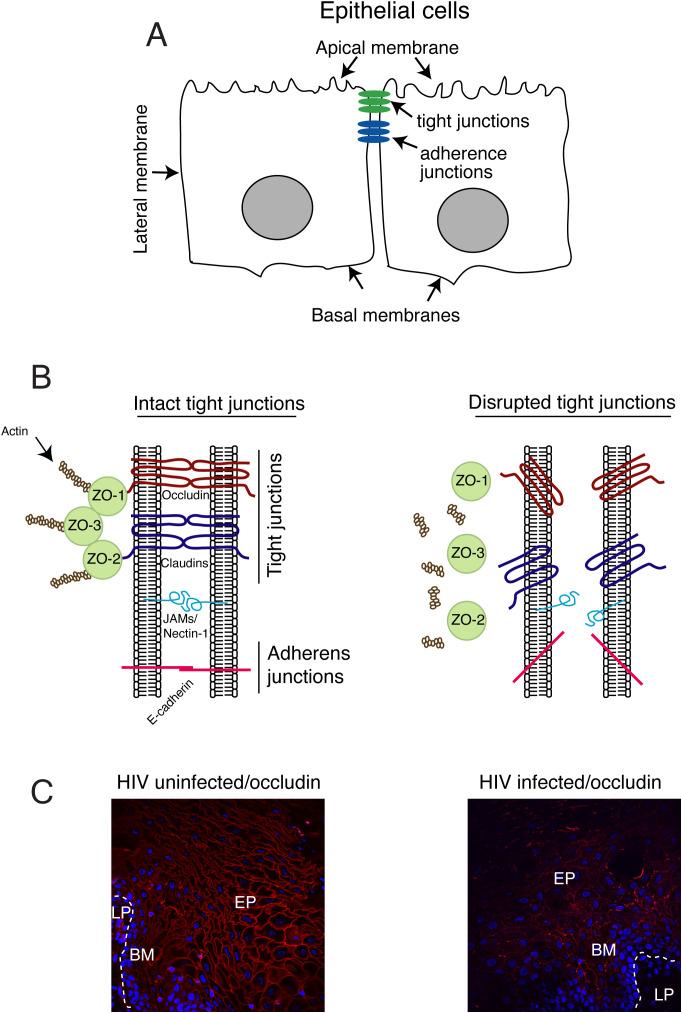https://cdn.ncbi.nlm.nih.gov/pmc/blobs/f739/11866325/e7d862965ac1/fimmu-16-1541532-g001.jpg