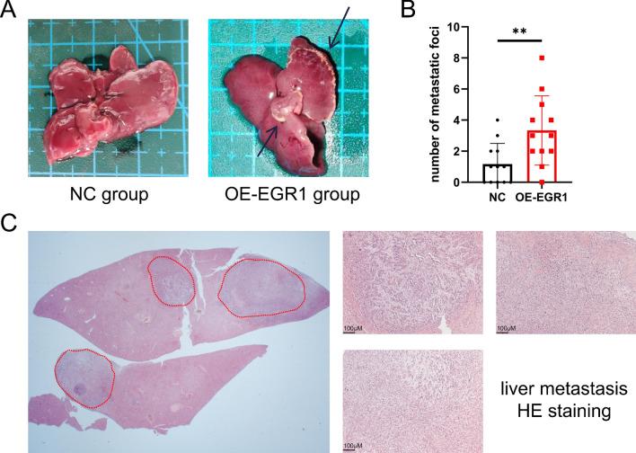 https://cdn.ncbi.nlm.nih.gov/pmc/blobs/f73c/10021983/e6522f20d140/12967_2023_4043_Fig7_HTML.jpg