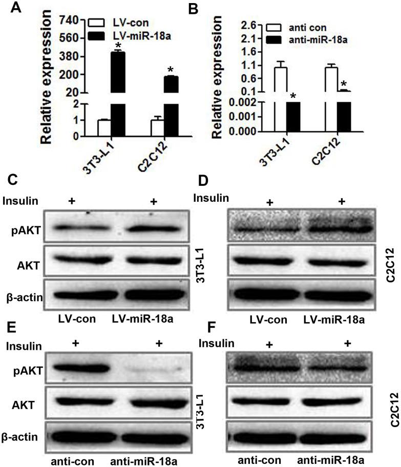 https://cdn.ncbi.nlm.nih.gov/pmc/blobs/f73d/7835052/4ed3d2df8b19/aging-13-202319-g003.jpg