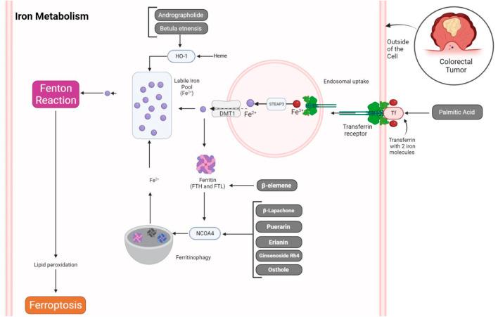 https://cdn.ncbi.nlm.nih.gov/pmc/blobs/f743/11163120/13a6a1b9e843/fphar-15-1374722-g002.jpg