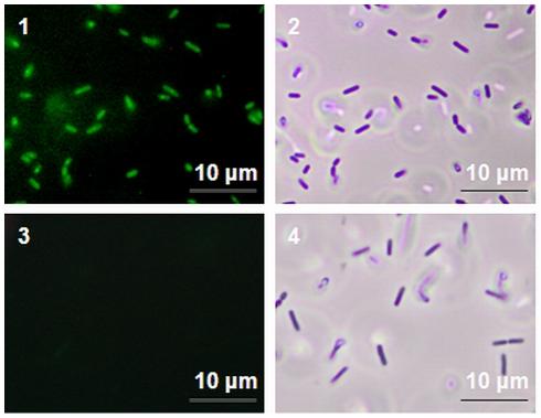 https://cdn.ncbi.nlm.nih.gov/pmc/blobs/f745/3230620/eb374c85d32c/pone.0028590.g005.jpg