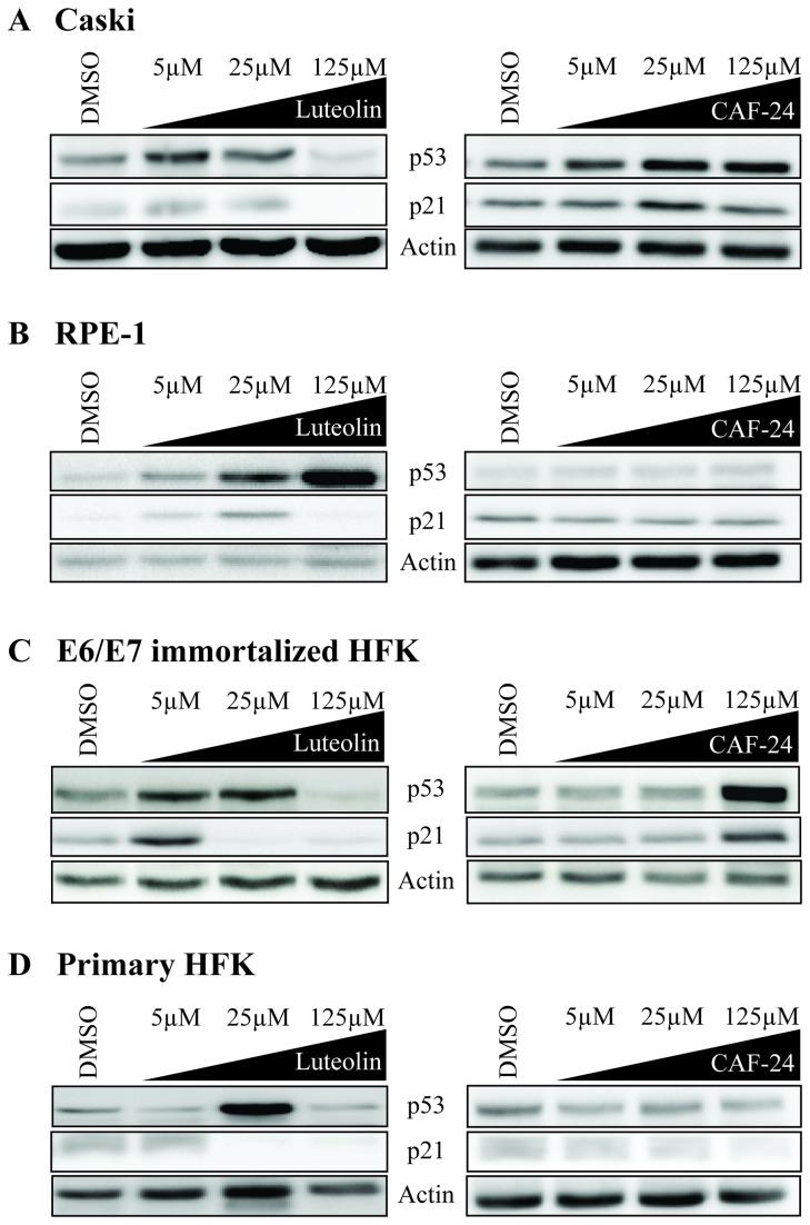 https://cdn.ncbi.nlm.nih.gov/pmc/blobs/f749/3871595/43bf0dfa8e82/pone.0084506.g005.jpg