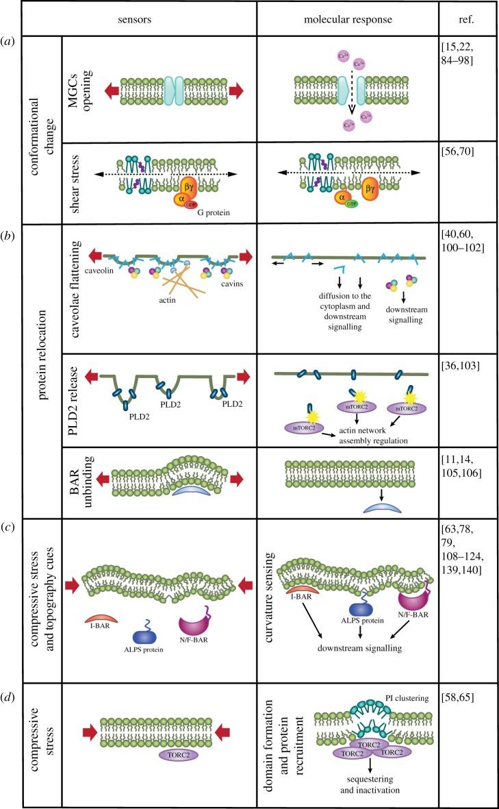 https://cdn.ncbi.nlm.nih.gov/pmc/blobs/f756/6627014/2ca88a8e9176/rstb20180221-g2.jpg