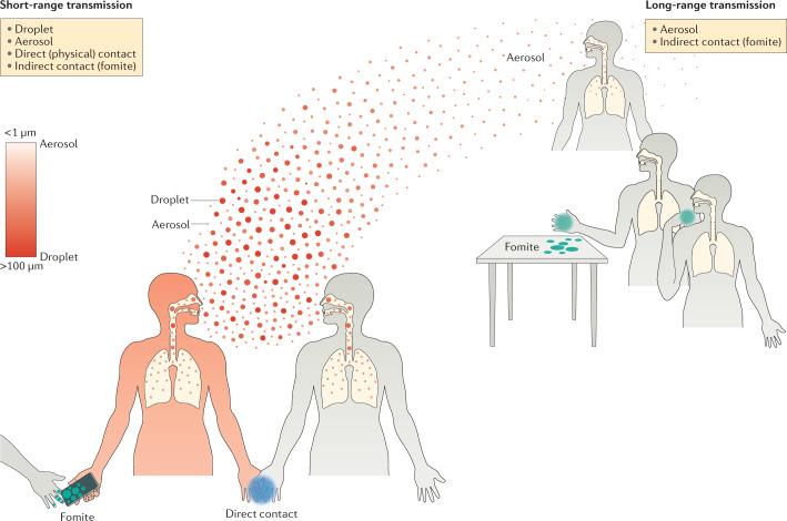 https://cdn.ncbi.nlm.nih.gov/pmc/blobs/f75a/7982882/7189c500d34e/41579_2021_535_Fig1_HTML.jpg