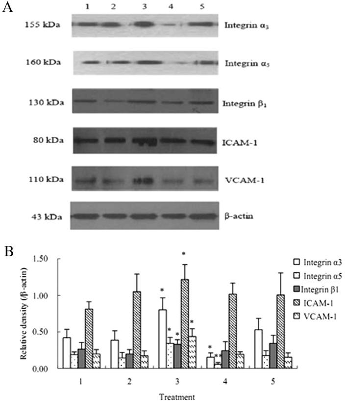 https://cdn.ncbi.nlm.nih.gov/pmc/blobs/f75f/3493105/34ab39d0c172/MMR-05-04-0935-g07.jpg