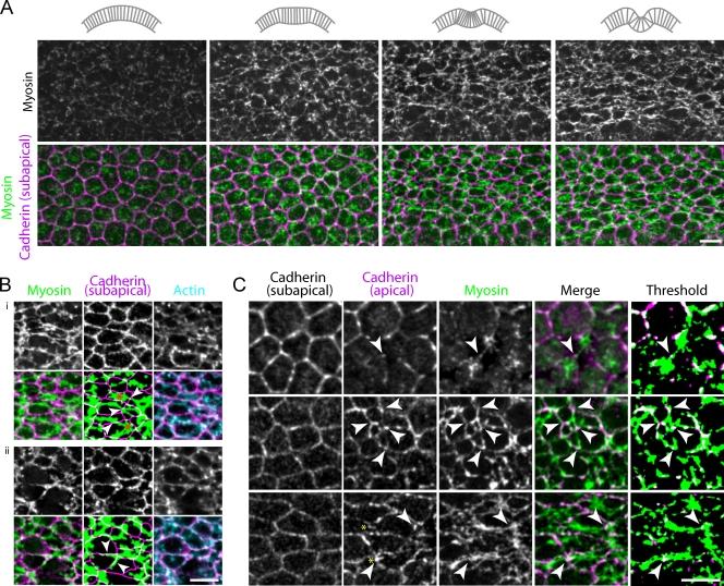 https://cdn.ncbi.nlm.nih.gov/pmc/blobs/f760/2835944/831bcce19d60/JCB_200910099_RGB_Fig5.jpg