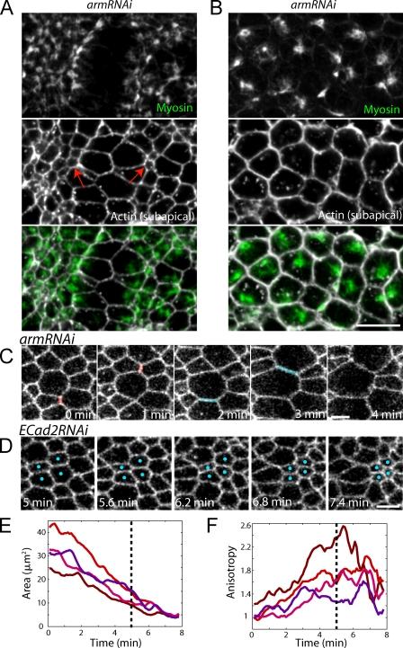 https://cdn.ncbi.nlm.nih.gov/pmc/blobs/f760/2835944/ec1ca0f8adb9/JCB_200910099R_RGB_Fig4.jpg