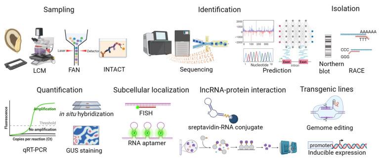https://cdn.ncbi.nlm.nih.gov/pmc/blobs/f763/10742540/55ffdf16c893/genes-14-02214-g002.jpg