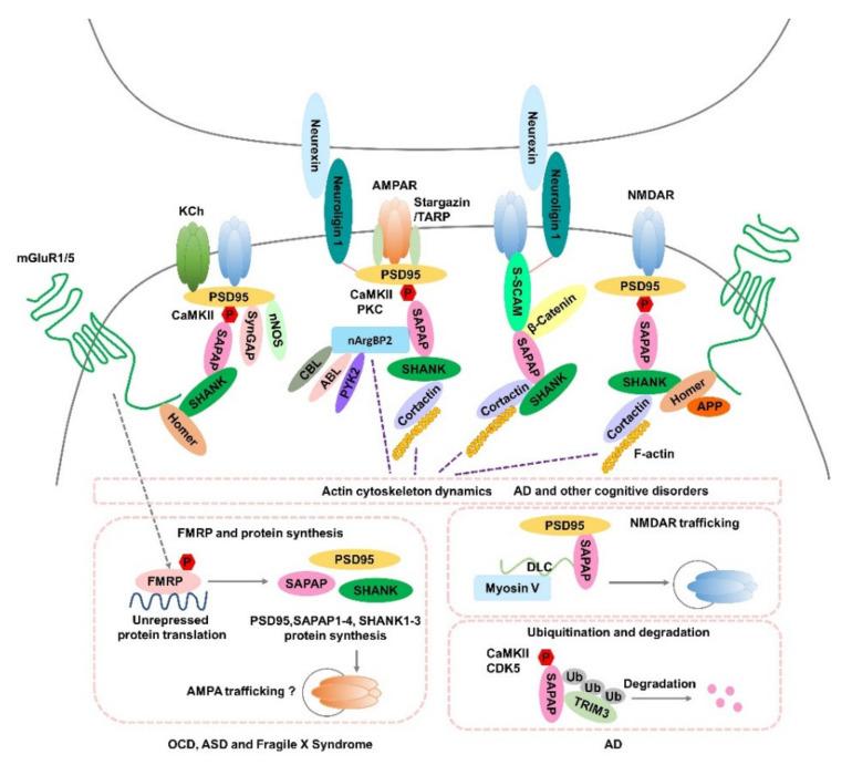 https://cdn.ncbi.nlm.nih.gov/pmc/blobs/f763/9740047/f1d501ddee5e/cells-11-03815-g002.jpg