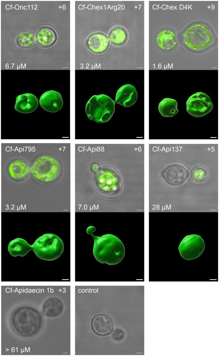 https://cdn.ncbi.nlm.nih.gov/pmc/blobs/f765/10800876/d655ca76cf19/fmicb-14-1328890-g004.jpg