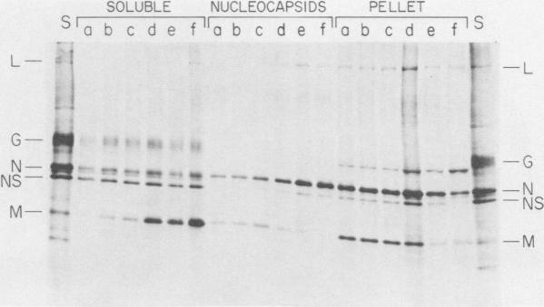 https://cdn.ncbi.nlm.nih.gov/pmc/blobs/f769/353554/24bb01e24c9e/jvirol00190-0317-a.jpg