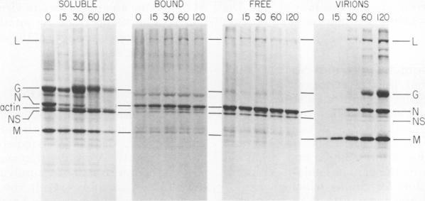https://cdn.ncbi.nlm.nih.gov/pmc/blobs/f769/353554/a5b2e05eada6/jvirol00190-0319-a.jpg