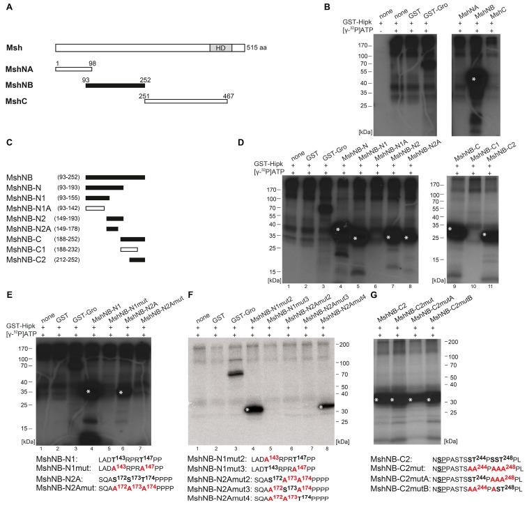 https://cdn.ncbi.nlm.nih.gov/pmc/blobs/f76a/6515119/a384b7807d00/ijms-20-01931-g004.jpg