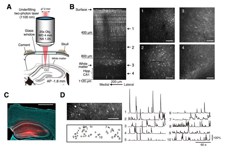 https://cdn.ncbi.nlm.nih.gov/pmc/blobs/f76f/5643091/654a3d4177a4/elife-26839-fig5.jpg