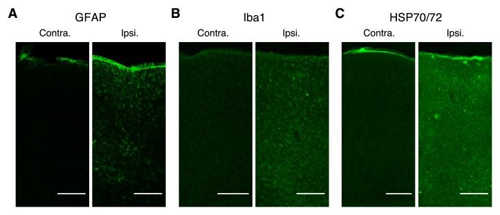 https://cdn.ncbi.nlm.nih.gov/pmc/blobs/f76f/5643091/8befb04ea3c3/elife-26839-fig3-figsupp2.jpg