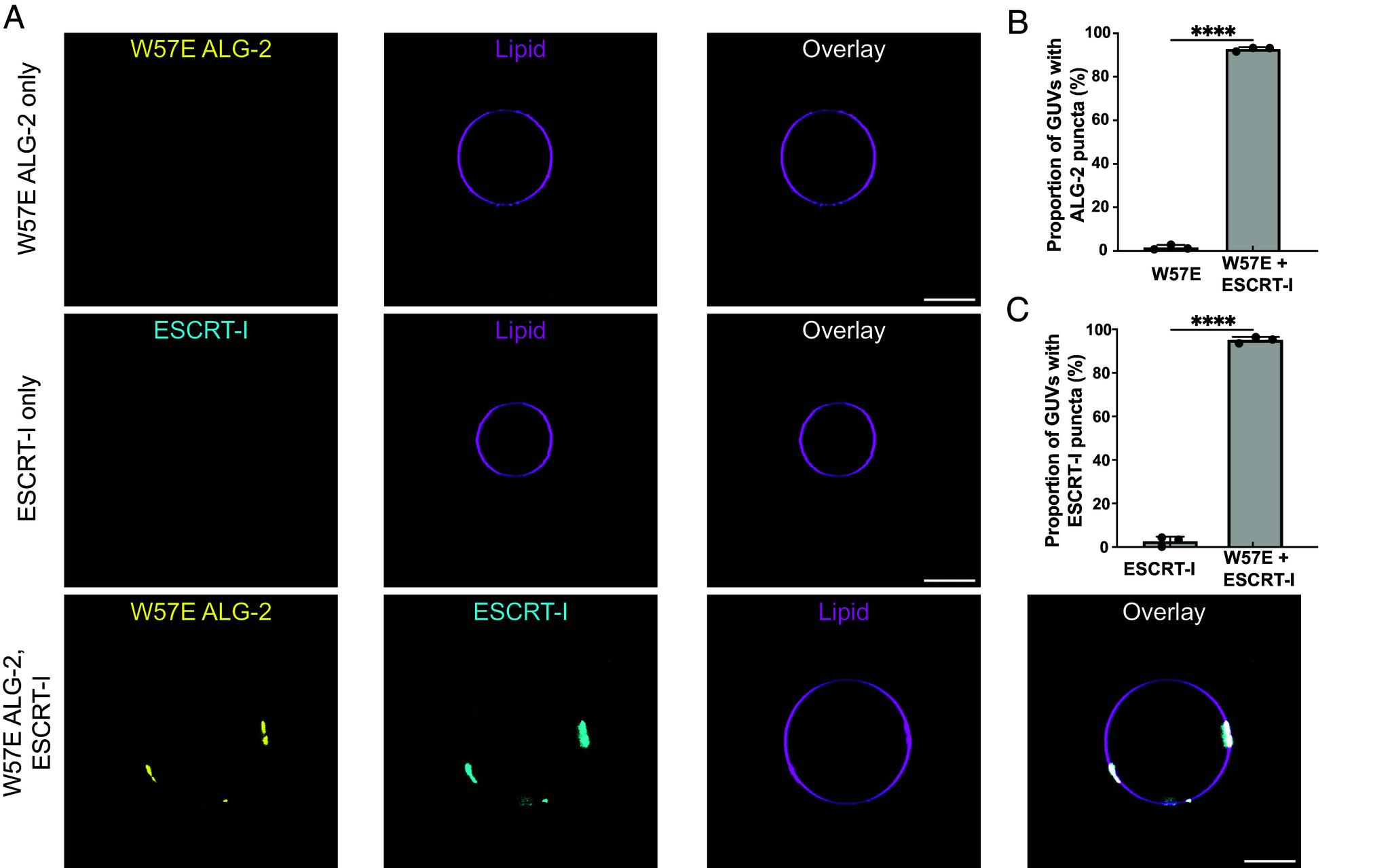https://cdn.ncbi.nlm.nih.gov/pmc/blobs/f774/10907313/57eeefdccf11/pnas.2318046121fig05.jpg