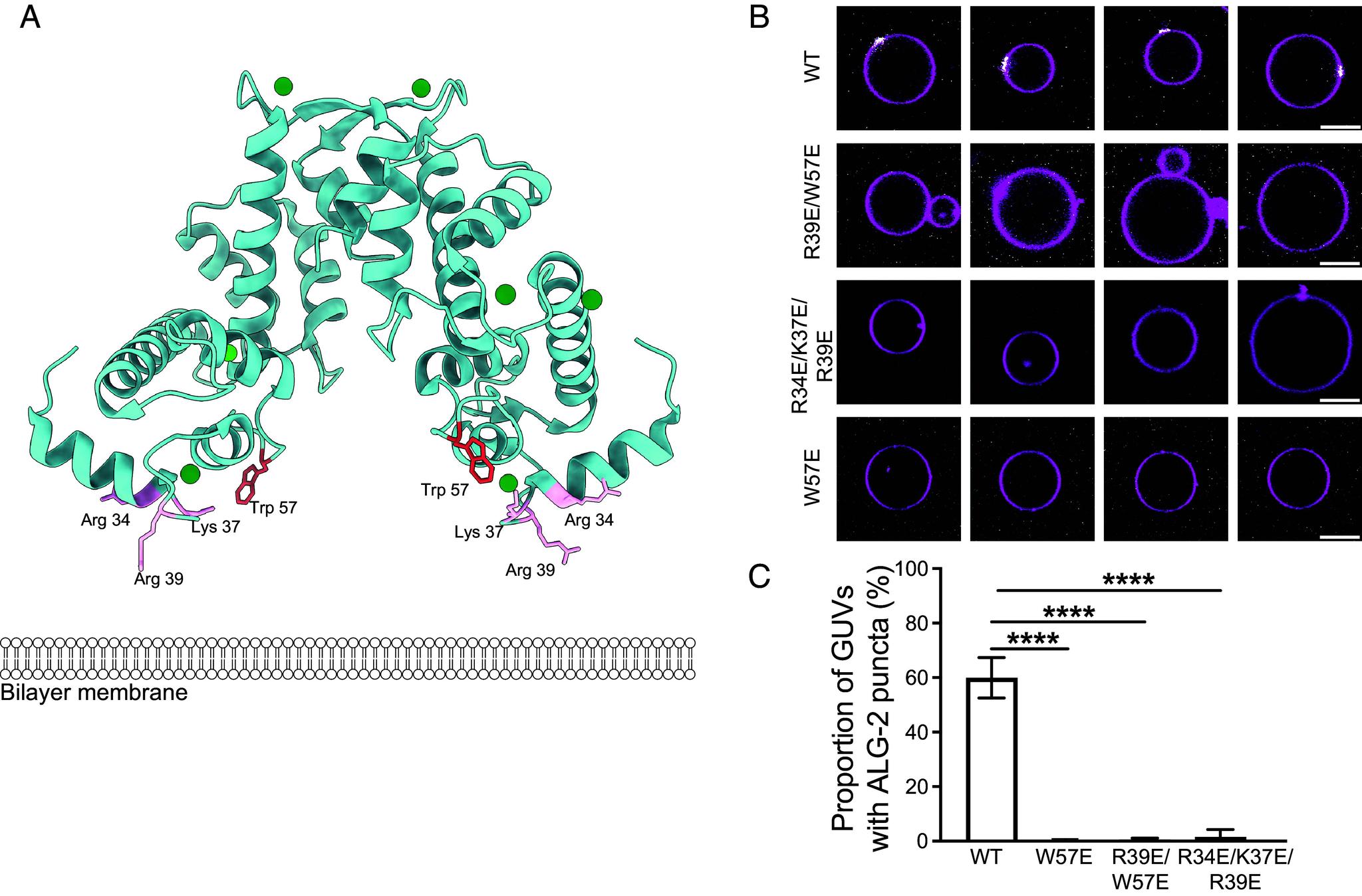 https://cdn.ncbi.nlm.nih.gov/pmc/blobs/f774/10907313/5d3e4ca4a5fb/pnas.2318046121fig01.jpg