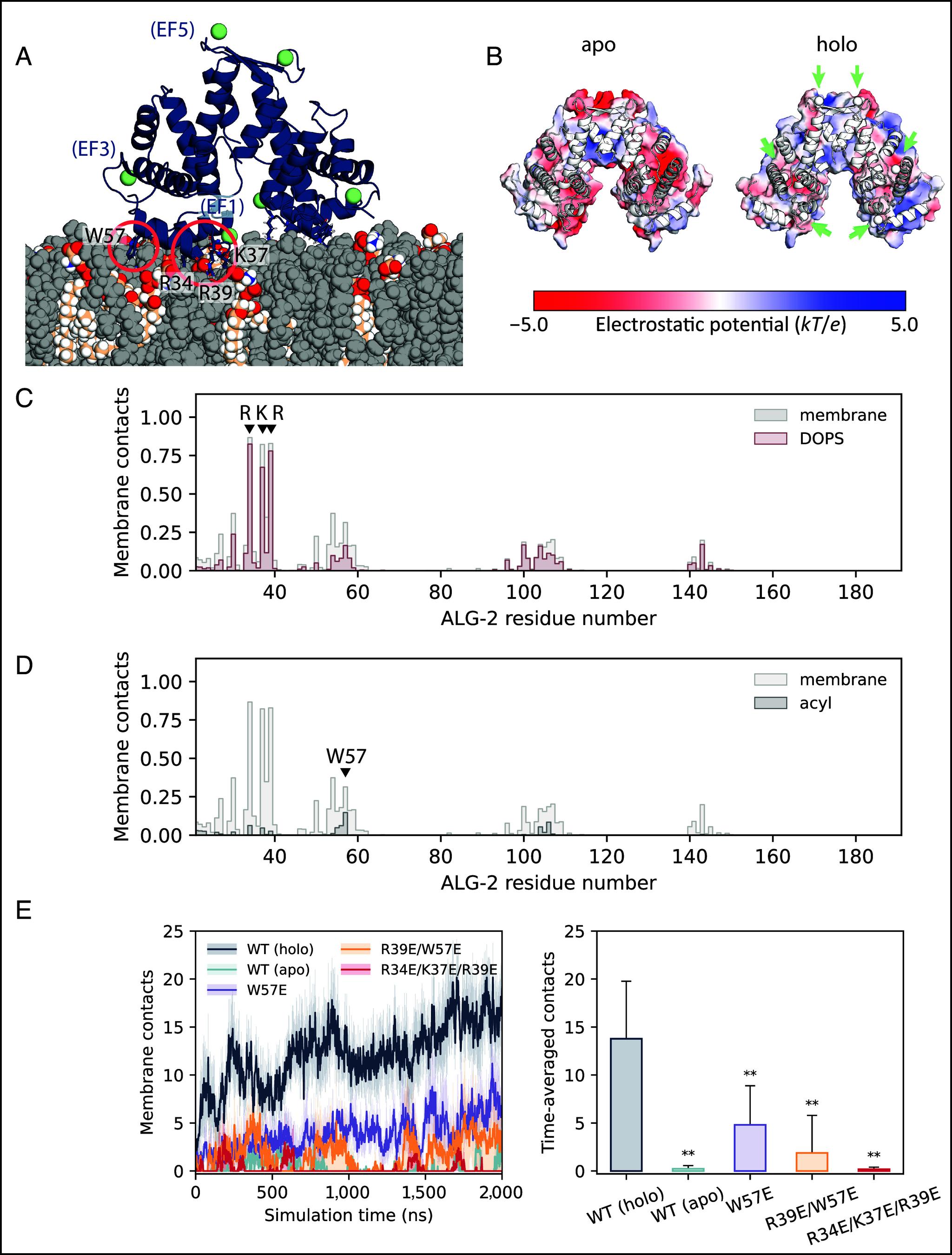 https://cdn.ncbi.nlm.nih.gov/pmc/blobs/f774/10907313/c447e6a2095a/pnas.2318046121fig02.jpg