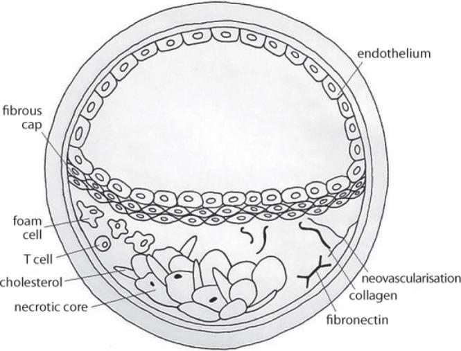 https://cdn.ncbi.nlm.nih.gov/pmc/blobs/f77a/7705485/d20aa8f31476/jou-20-82-e191-g002.jpg