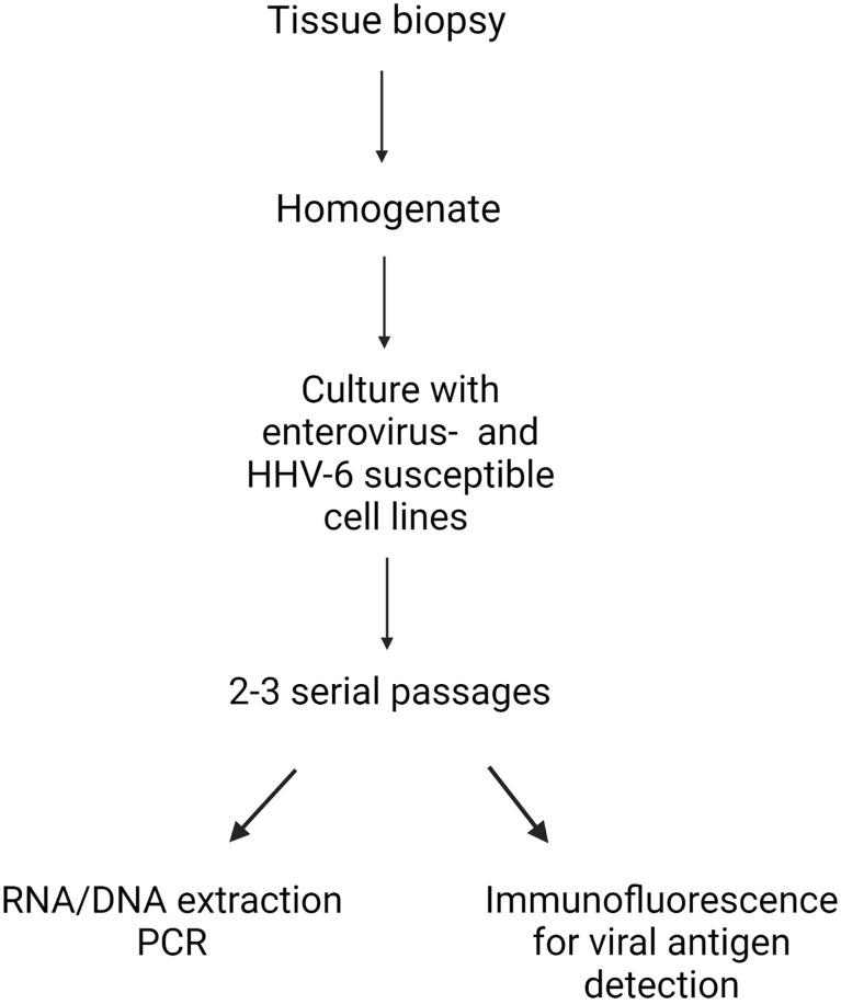 https://cdn.ncbi.nlm.nih.gov/pmc/blobs/f77a/9333159/ed8cfdcf9cbb/fendo-13-938633-g001.jpg