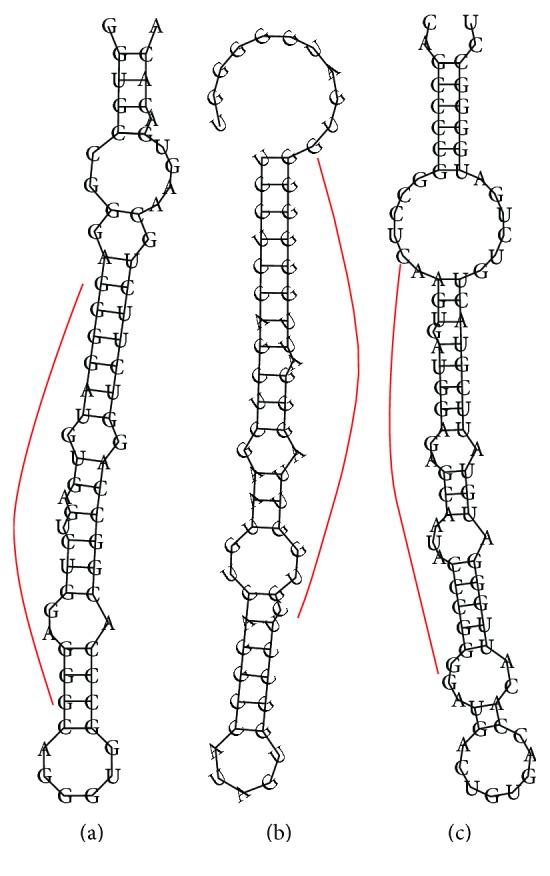 https://cdn.ncbi.nlm.nih.gov/pmc/blobs/f77e/4877460/7546637437ff/BMRI2016-1428271.001.jpg