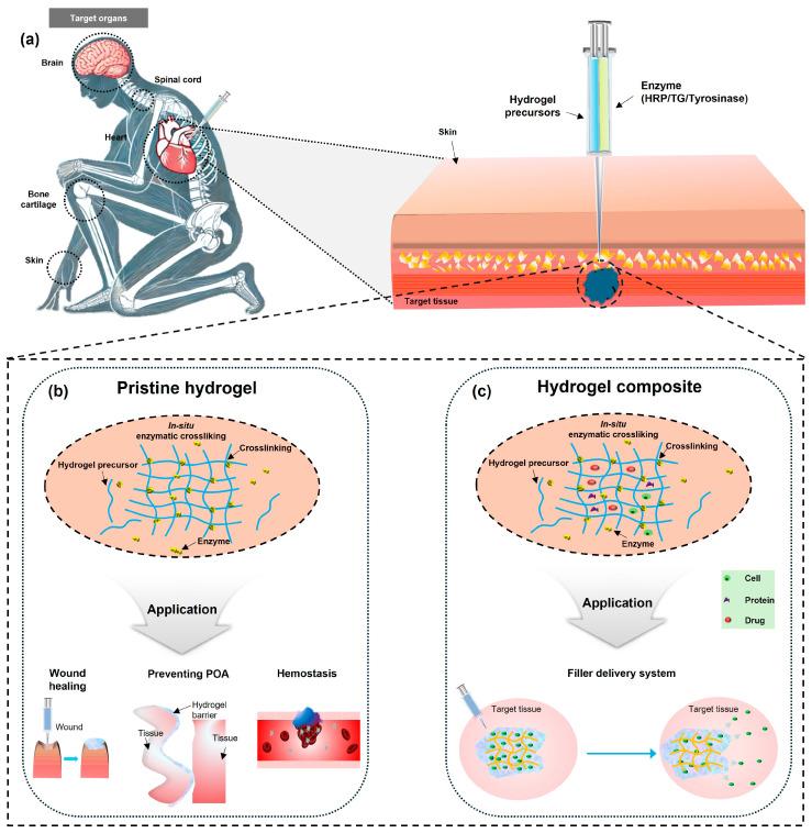 https://cdn.ncbi.nlm.nih.gov/pmc/blobs/f782/11507637/645686ce341d/gels-10-00640-g001.jpg