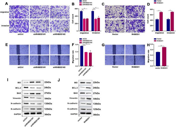 https://cdn.ncbi.nlm.nih.gov/pmc/blobs/f785/12331600/42228929f327/fbioe-13-1604859-g002.jpg
